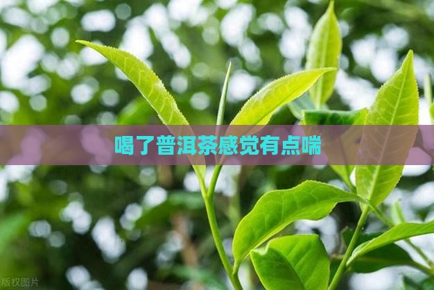 喝了普洱茶感觉有点喘