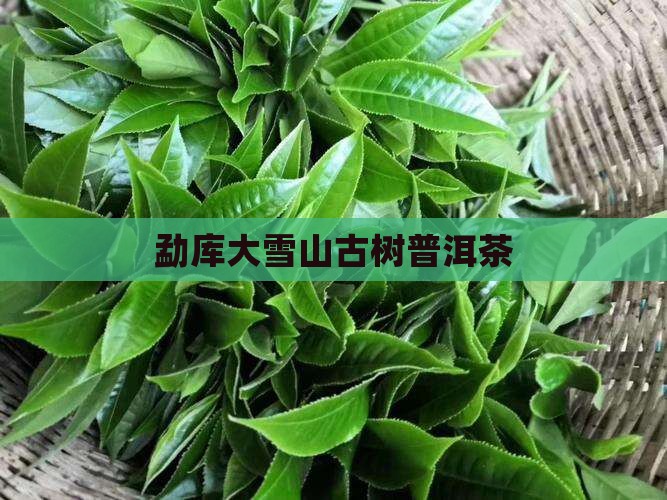 勐库大雪山古树普洱茶
