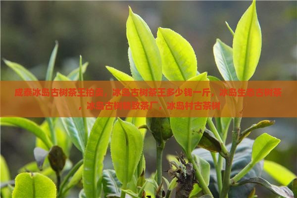 成泰冰岛古树茶 成泰冰岛古树茶
