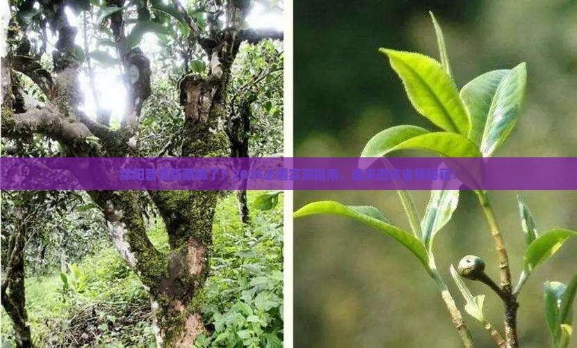 绵阳有普洱茶的专卖店吗