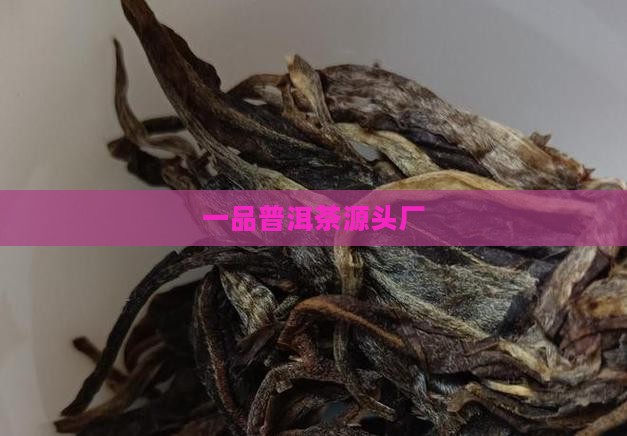 一品普洱茶源头厂