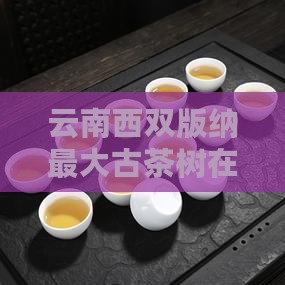 云南西双版纳最大古茶树在哪里