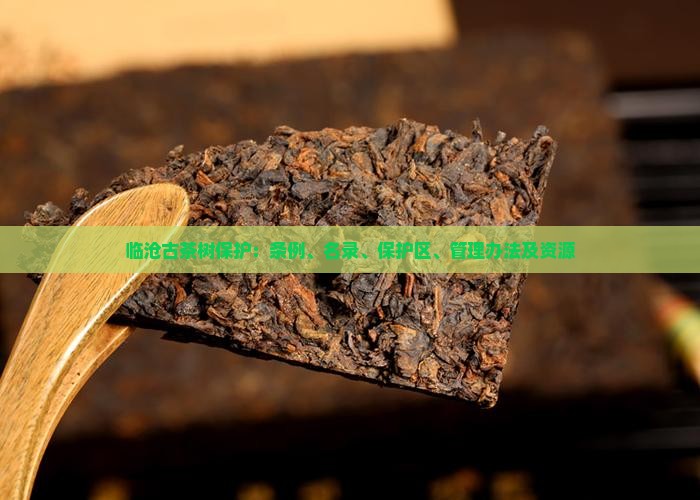 临沧古茶树保护