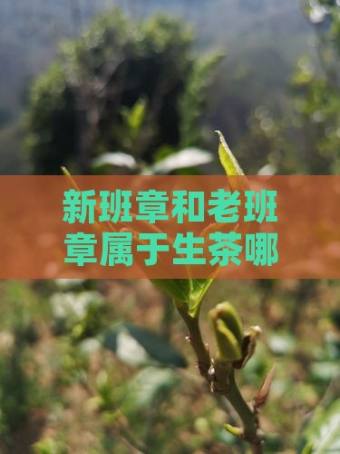 新班章和老班章属于生茶