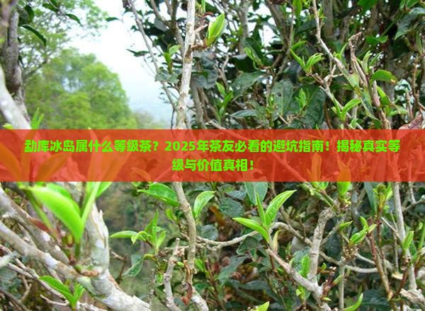 勐库冰岛属什么等级茶