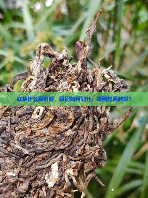 红茶什么级别好