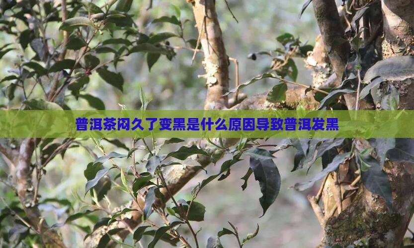 普洱茶闷久了变黑