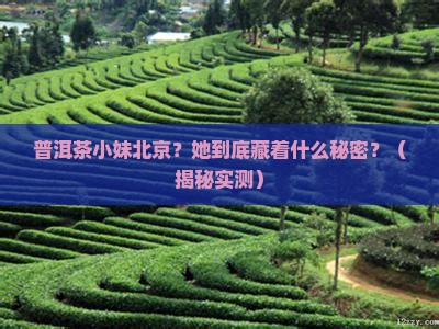 普洱茶小妹北京