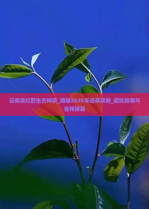 云南滇红野生古树茶
