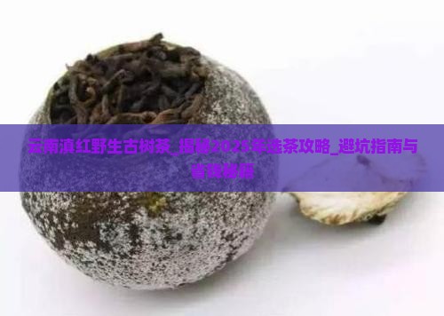 云南滇红野生古树茶