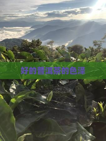 好的普洱茶的色泽