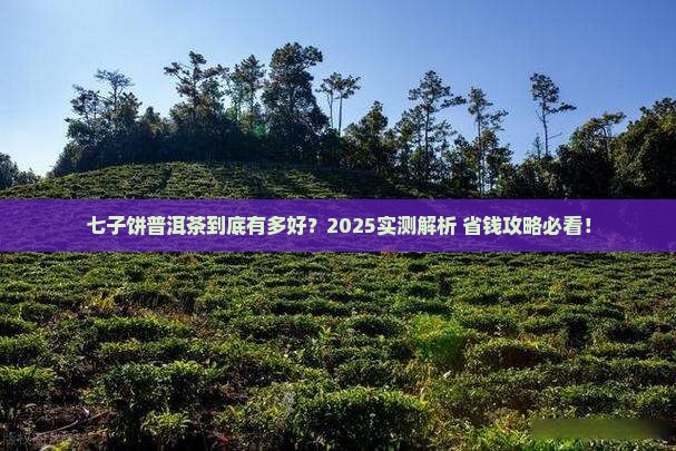 七子饼普洱茶好吗
