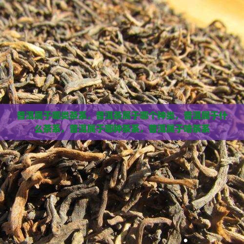 普洱属于哪类茶系