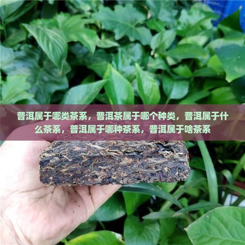 普洱属于哪类茶系