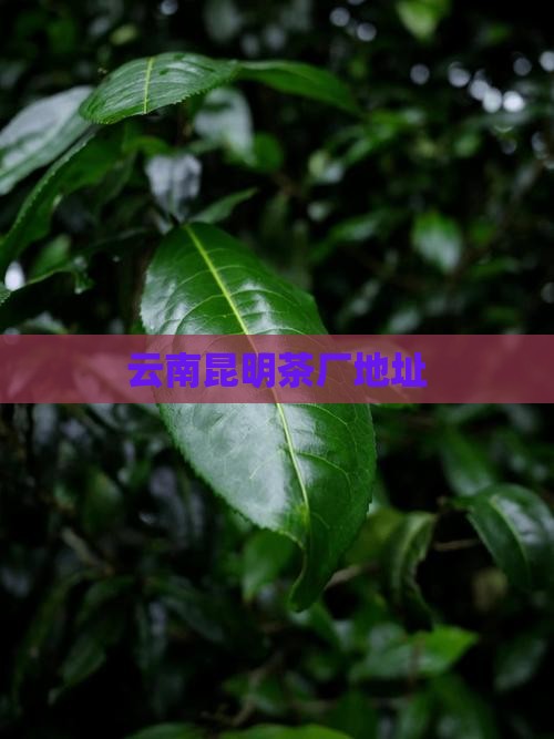 云南昆明茶厂地址