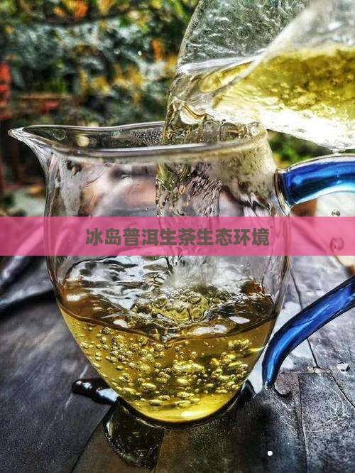 冰岛普洱生茶生态环境