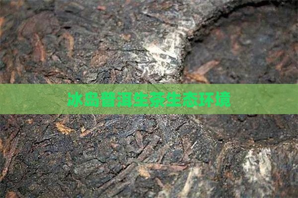 冰岛普洱生茶生态环境
