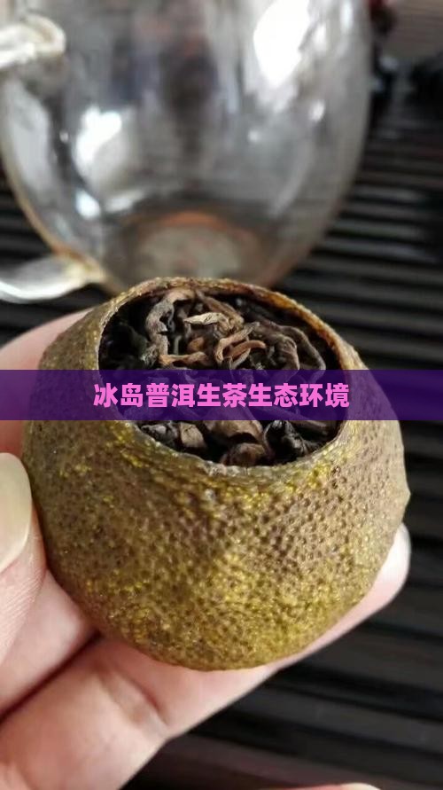 冰岛普洱生茶生态环境