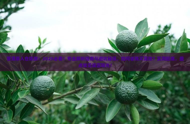 普洱茶入仓陈放