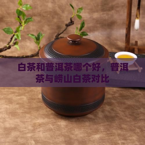 崂山白茶和普洱茶哪个好