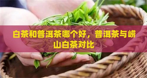 崂山白茶和普洱茶哪个好