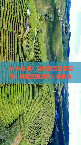 信香园普洱茶怎么样好不好