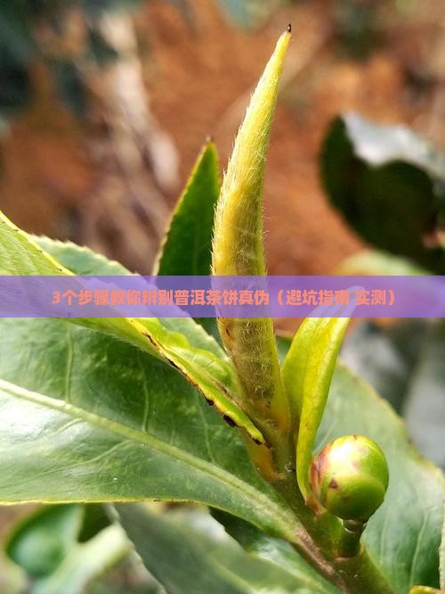 普洱茶饼没有标签