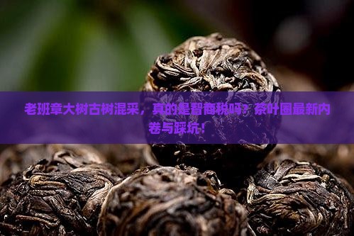 老班章大树古树混采