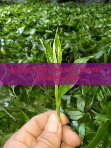 普洱茶怎么泡变红色和绿色