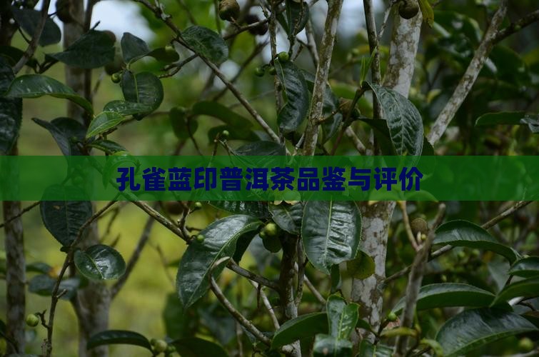 蓝印孔雀普洱茶怎么样
