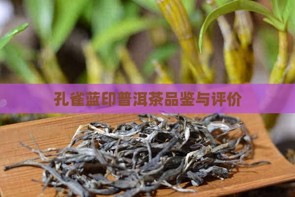 蓝印孔雀普洱茶怎么样