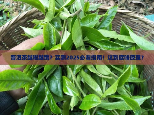普洱茶让肚子会饿