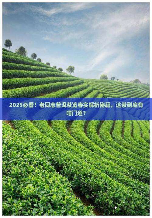 老同志普洱茶览春