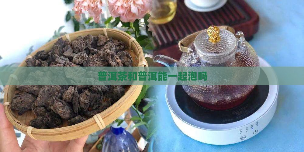 普洱茶和普洱茶能一起泡吗
