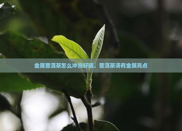 金属普洱茶怎么冲泡