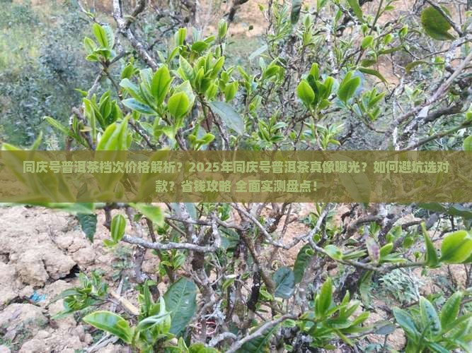 同庆号普洱茶档次价格