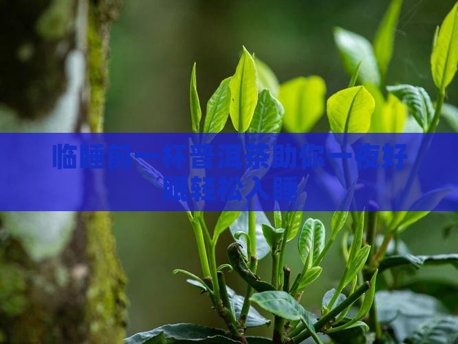 临睡前一杯普洱茶