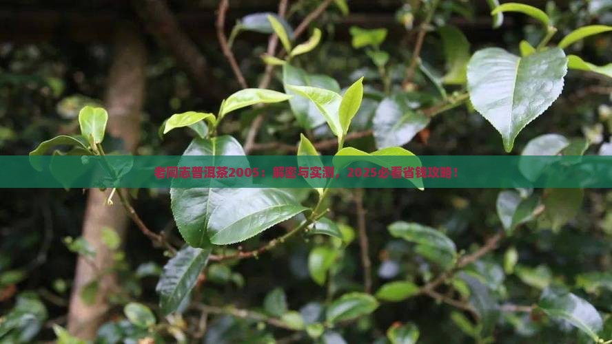 老同志普洱茶2005
