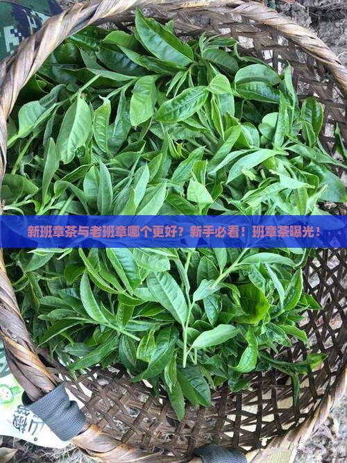新班章茶与老班章比较