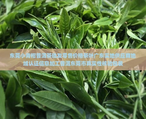 东莞小青柑普洱茶批发零售