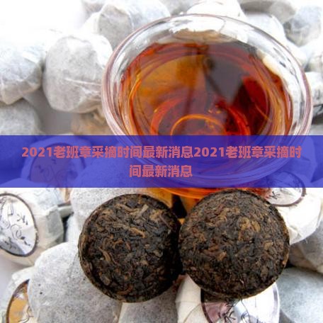 2021老班章采摘时间