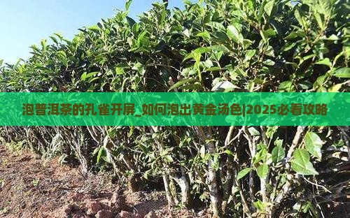 泡普洱茶的孔雀开屏