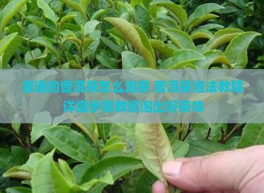 普通的普洱茶怎么泡茶