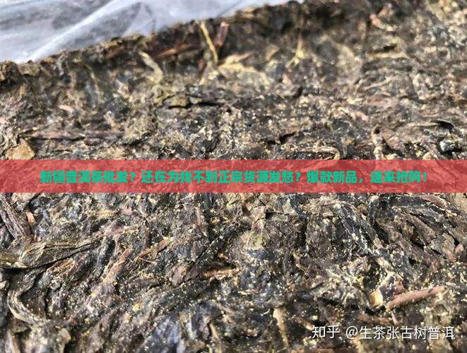 新疆普洱茶批发