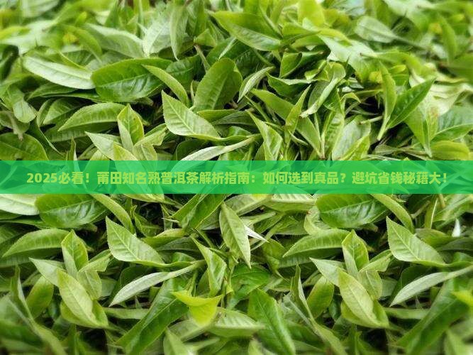 莆田知名熟普洱茶