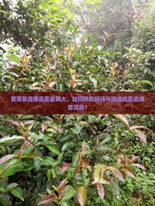 普洱茶直播品质差异大，如何辨别好坏与挑选优质直播普洱茶？