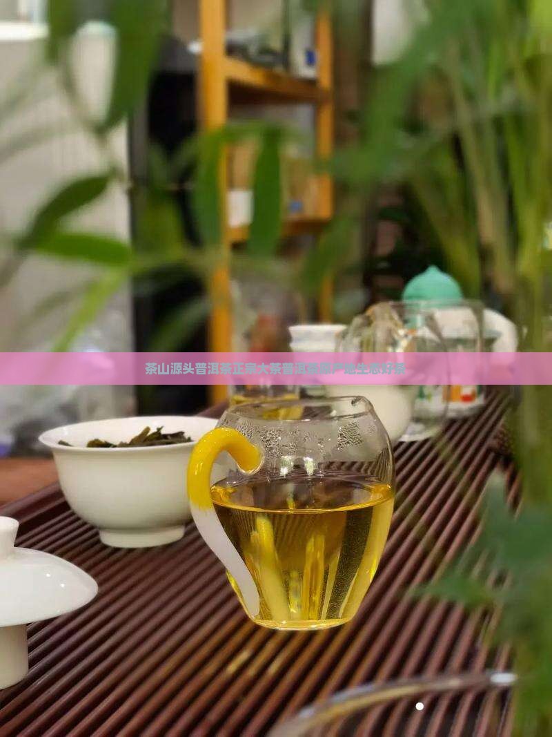 茶山源头普洱茶正宗大茶普洱茶原产地生态好茶