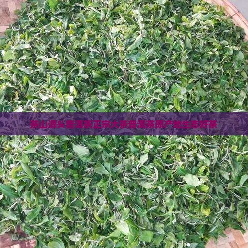 茶山源头普洱茶正宗大茶普洱茶原产地生态好茶