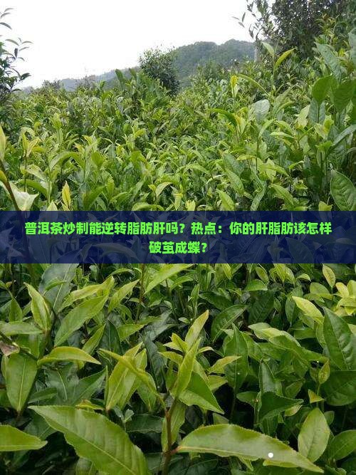 普洱茶炒制能逆转脂肪肝吗？热点：你的肝脂肪该怎样破茧成蝶？