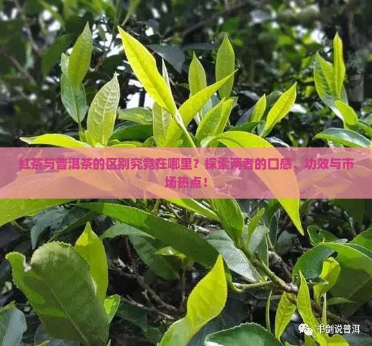 红茶与普洱茶的区别究竟在哪里？探索两者的口感、功效与市场热点！
